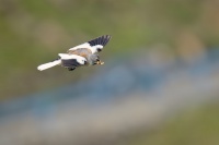 Penkavak snezny - Montifringilla nivalis - White-winged Snowfinch 0706
